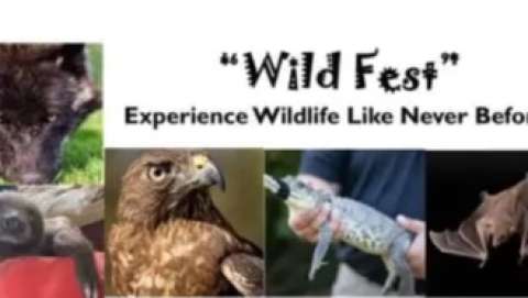 Wild Fest
