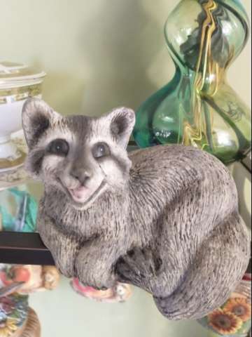 Chalked Raccoon