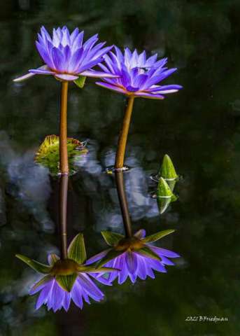 Water Lilies