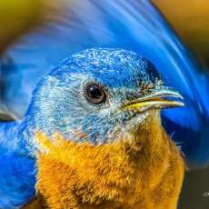 Bluebird in Motion