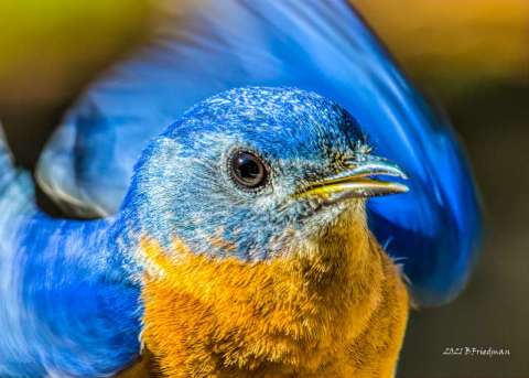 Bluebird in Motion