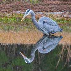 Heron Fishing For Breakfast
