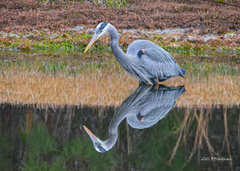 Heron Fishing For Breakfast