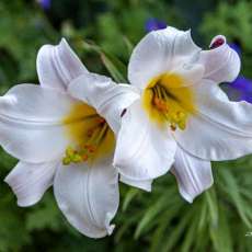 White Lilies