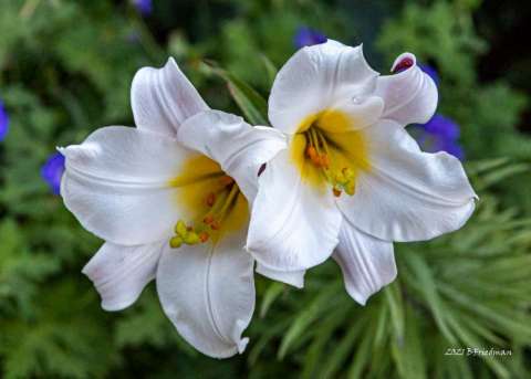 White Lilies