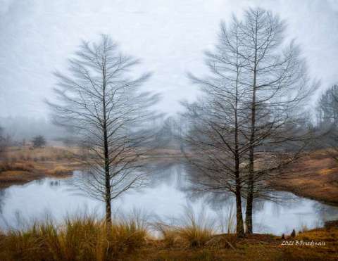 Winter Morning in SE North Carolina