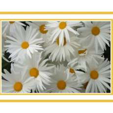 Daisies