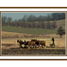 Amish farmer plowing