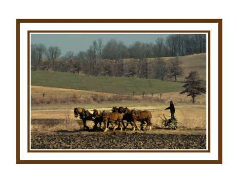 Amish farmer plowing