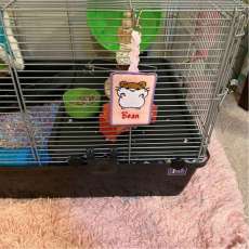 Hamster Tag