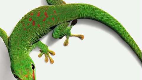 Herps Corpus Exotic Reptile & Pet Show