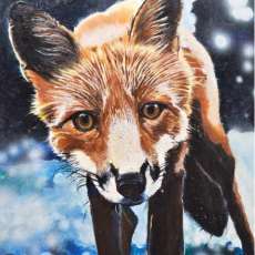 Red Fox