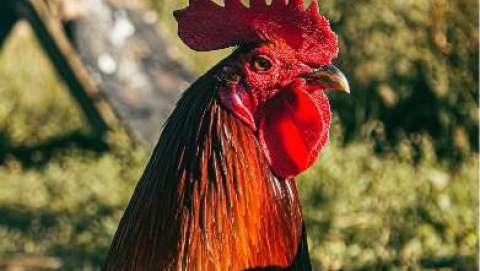 Rogue River National Rooster Crowing Contest