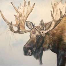 Idaho Moose
