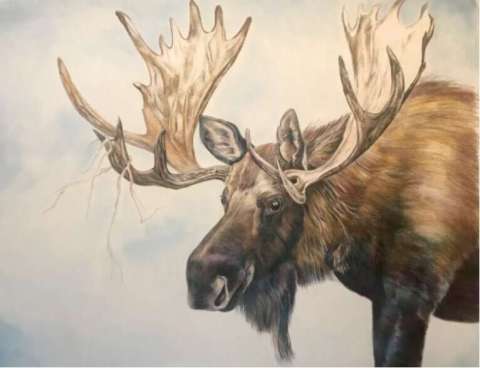 Idaho Moose