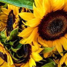 Sunflowers