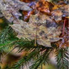 Bejeweled Autumn Leaves