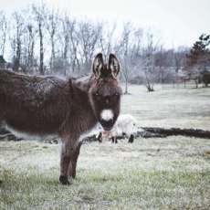 Daisy the Donkey