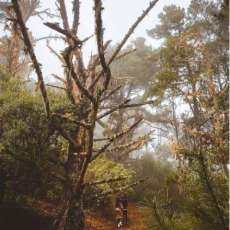 A Walk in Muir Woods