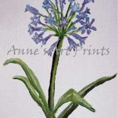 Agapanthus (Lily of the Nile) - 8 X 10 Acrylic on Canvas