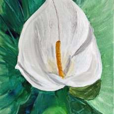 Calla Lily