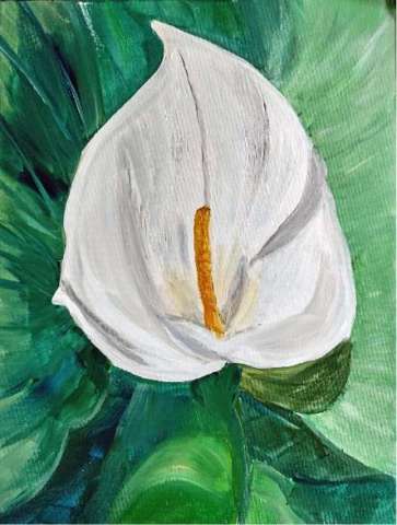 Calla Lily