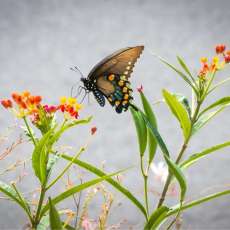 Swallowtail Butterfly