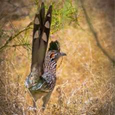 Rude Roadrunner