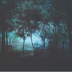 Misty Twilight Forest