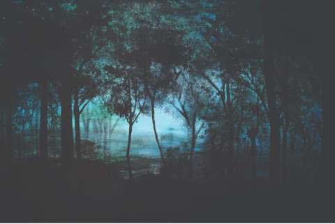 Misty Twilight Forest