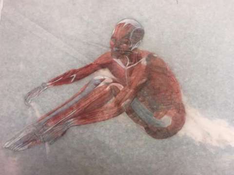 Figure Study - Musculature System - Colored Pencil