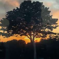 Lonely Maple at Sunset