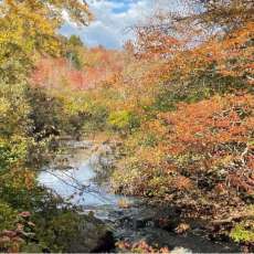 Quiet Stream Among Autumn Trees