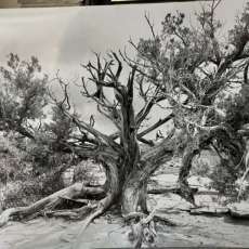 Juniper at Arches National Park