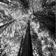 Mighty Sequoias Muir Woods