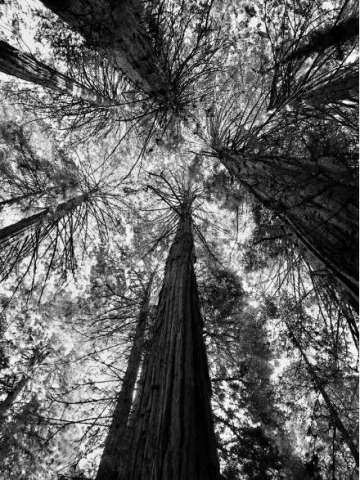 Mighty Sequoias Muir Woods