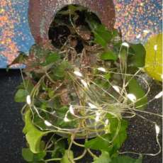 Fairies Fantasy Home