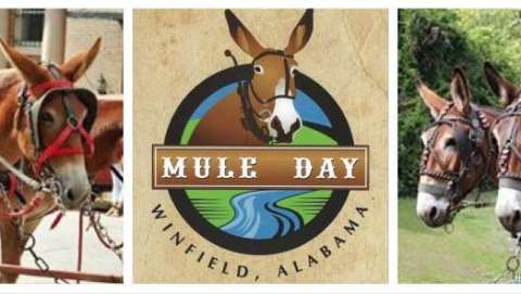 Winfield Mule Day