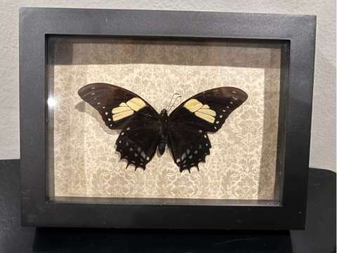 Framed Butterfly