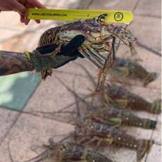 Yellow Lobster Gauge