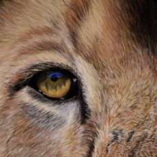 Genesis (Close Crop For Upload Size Restraints)