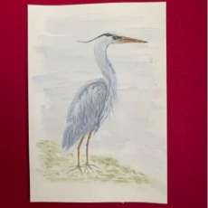 Blue Heron