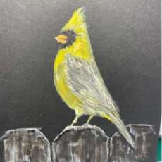 Rare Yellow Cardinal