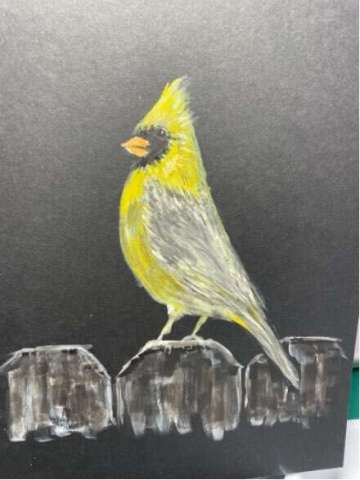 Rare Yellow Cardinal