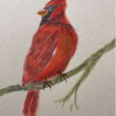 Cardinal