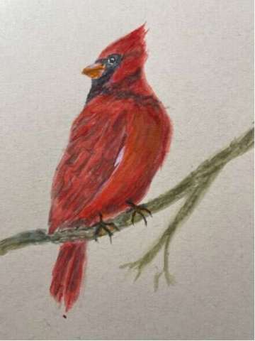 Cardinal