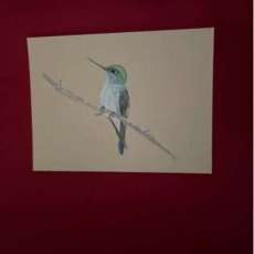 Hummingbird