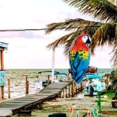 Paradise Parrot Windchimes