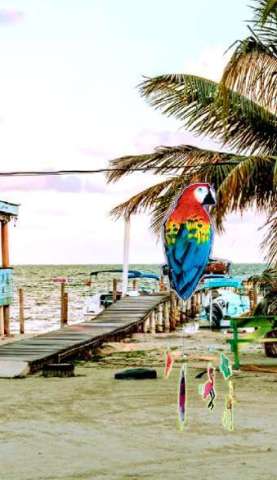 Paradise Parrot Windchimes