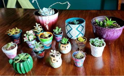 Handpainted Succulent Pots
